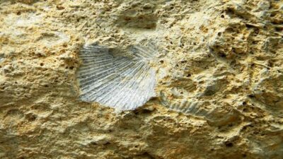 Muschelkalk_Celli